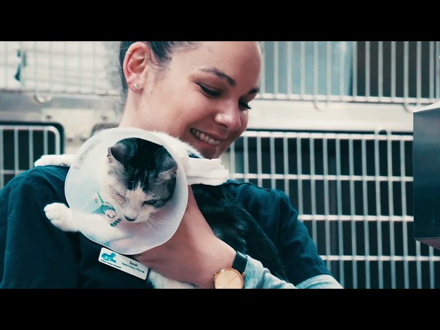 Sydney Animal Hospitals - Winston Hills, NSW