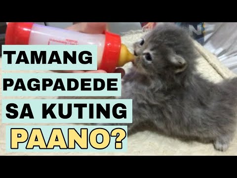 PAANO ANG TAMANG PAGPAPADEDE SA KUTING | HOW TO SAFELY BOTTLE FEED A KITTEN