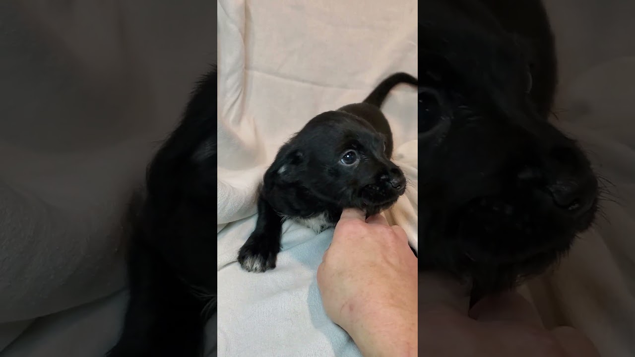 Enlarge Jill, an adopted mixed breed in Blairstown, NJ video 3/3