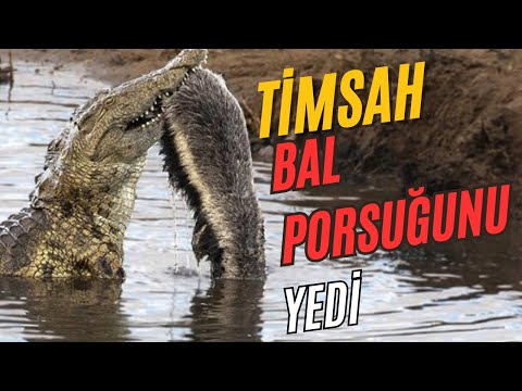 Honey Badger Loses to Crocodile | Honey Badger Documentary in Turkish #honeybadger #medyabilgini