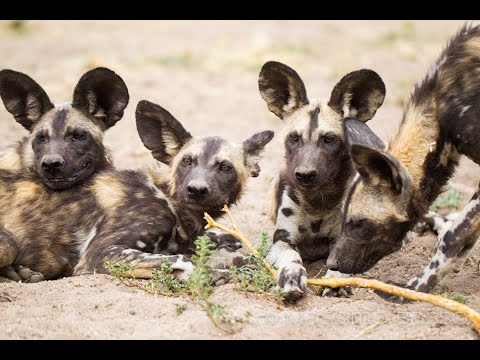 Africa Predatori letali II - 05 Il branco del South Luwanga