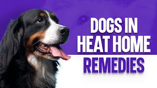 Dogs In Heat Home Remedies