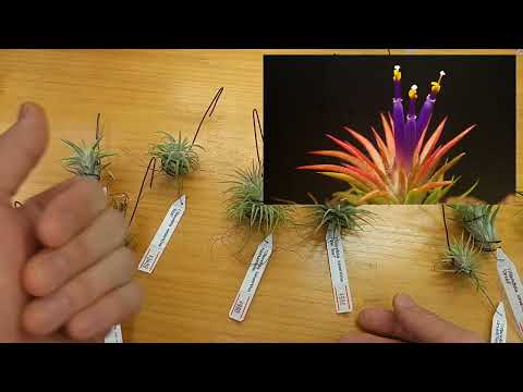 園芸 とげのあるアンジェリカ、アメリカの木アンジェリカ