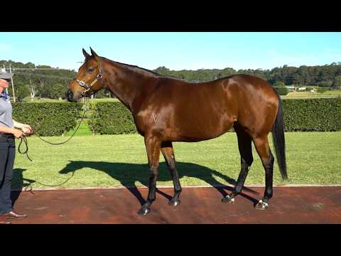 2020 National Broodmare Sale - Infinity Queen supplementary lot