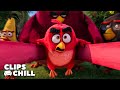Podrá El Plan De Red Detener A Los Cerdos Angry Birds La Película