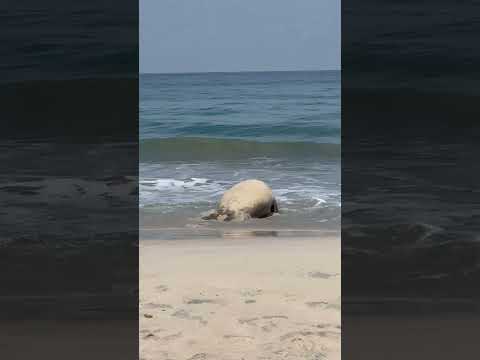 ELEFANTE MARINO VISITA PLAYAS DE NAYARIT
