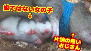 腕の無いおじさんに懐きまくって、人やラットを虜にする小悪魔少女がヤバイ(ゆっくり実況音声あり)