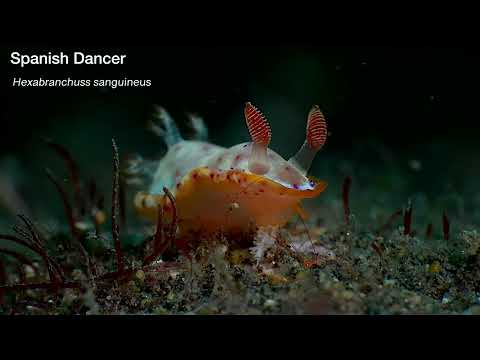 Bali Nudibranchs Part 1 - scuba diving video