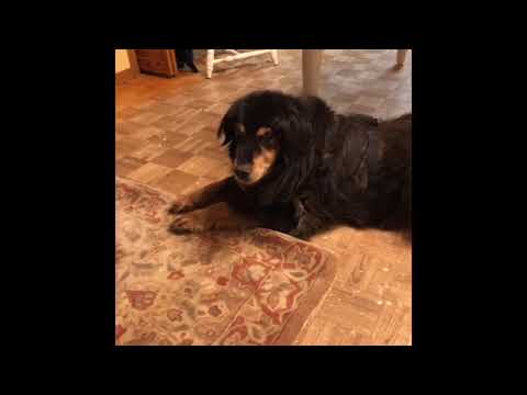 Harmony: The Very Best Dogger-Dog!