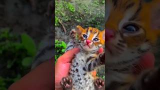 Download lagu This man found a very unique cat and took care of it. mp3 Download lagu This man found a very unique cat and took care of it. mp3