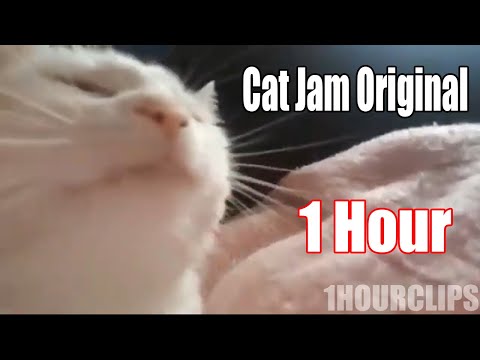 cat jam original 1 hour