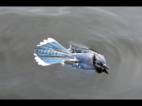 Words of Wisdom #12  -  If you are not falling down occasionally, you are just coasting.