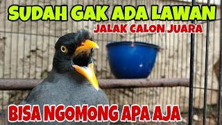 Download lagu BURUNG JALAK KEBO BISA NGOMONG, JALAK CALON JUARA mp3