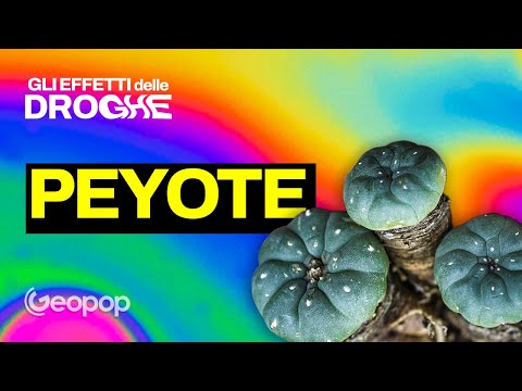 Peyote and Hallucinations: The Scientific Truth About the Psychedelic Cactus