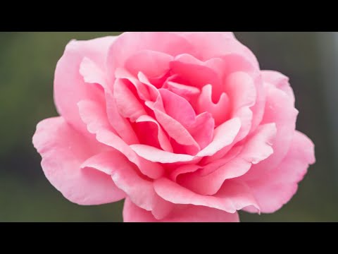 7 MINUTE MEDITATION MUSIC, BEAUTIFUL FLOWERS, PIANO MUSIC, STRESS RELEASES