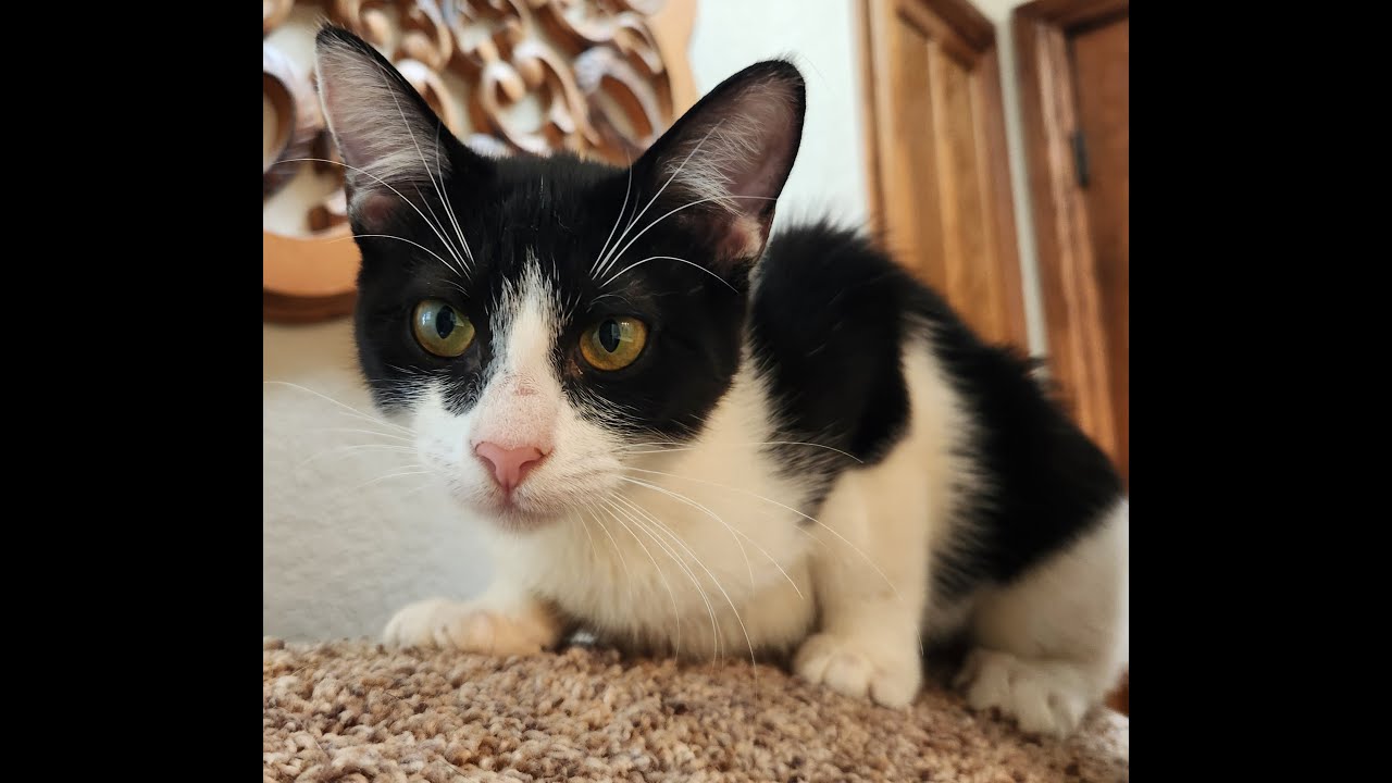 Enlarge Chynne, a ADOPTABLE mixed breed in Oklahoma City, OK video 6/6