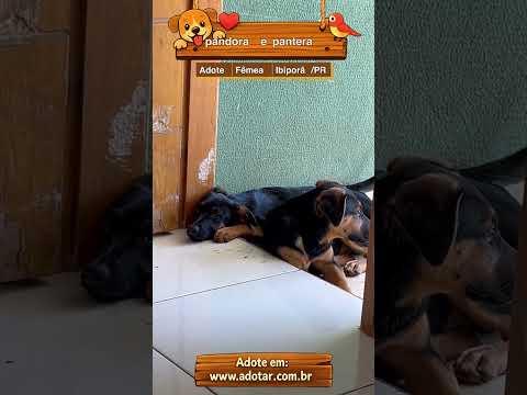 Vídeo de pandora e pantera 