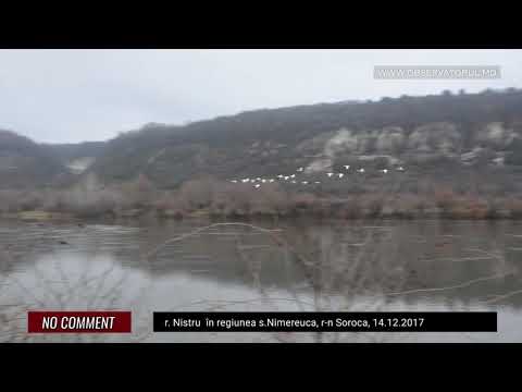 Oaspeții înaripați la Nimereuca