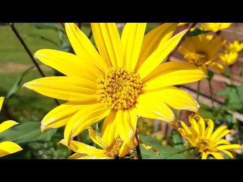 Jordärtskockor Plockar upp till middagssoppa