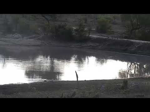 Djuma: Two Hippos in the dam - 05:19 - 10/29/21