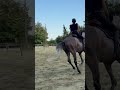 À VENDRE - Marquis de St Ladre - Hongre de 4 ans