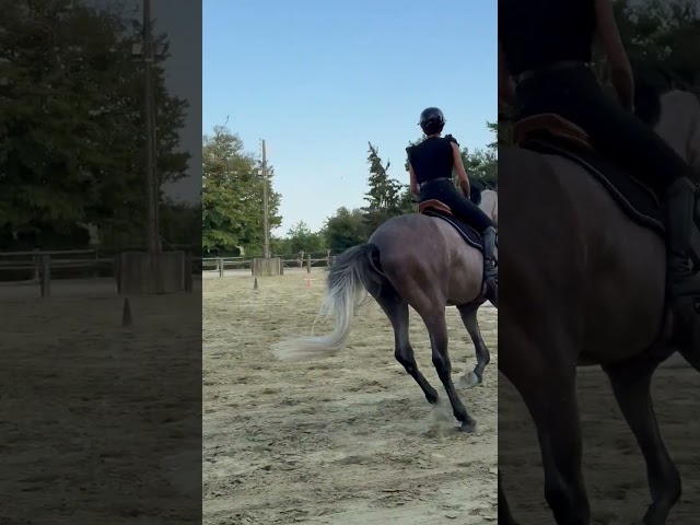 &Agrave; VENDRE - Marquis de St Ladre - Hongre de 4 ans