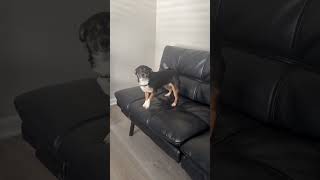 Video preview image #1 Chihuahua Puppy For Sale in Arlington, VA, USA