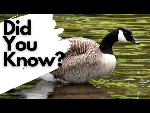 Things you need to know about CANADA GEESE!