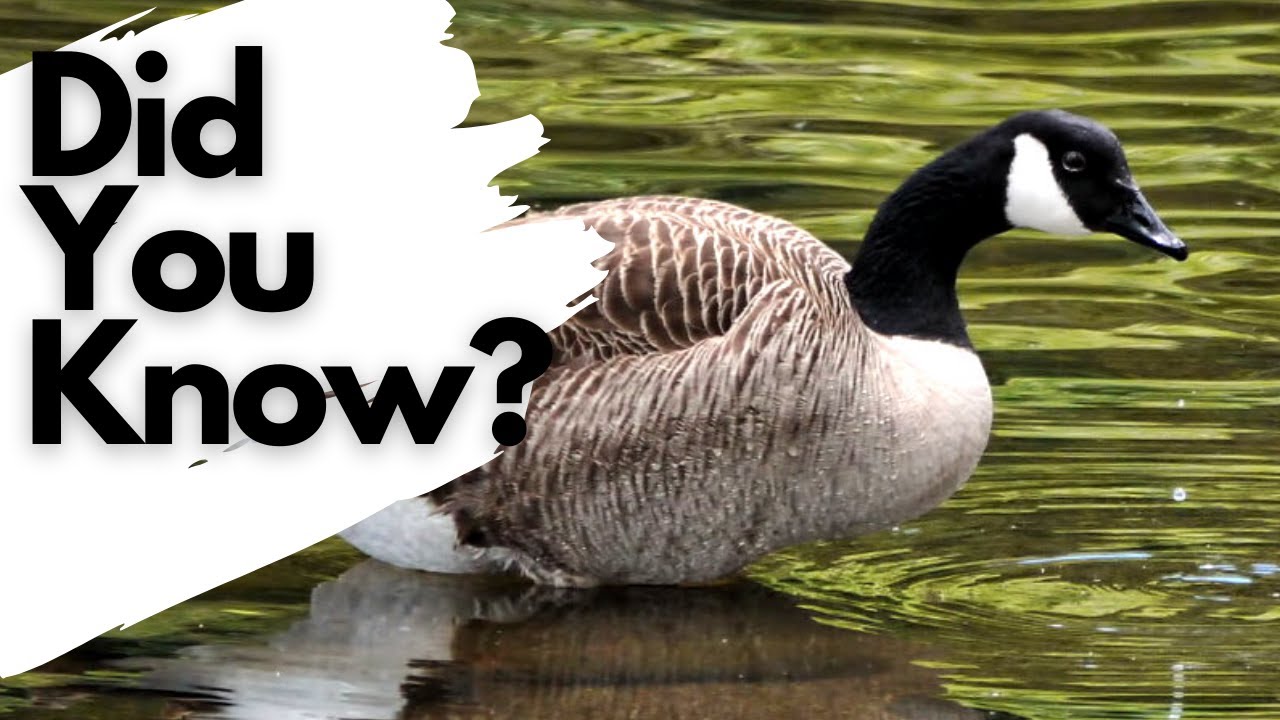 Things you need to know about CANADA GEESE!