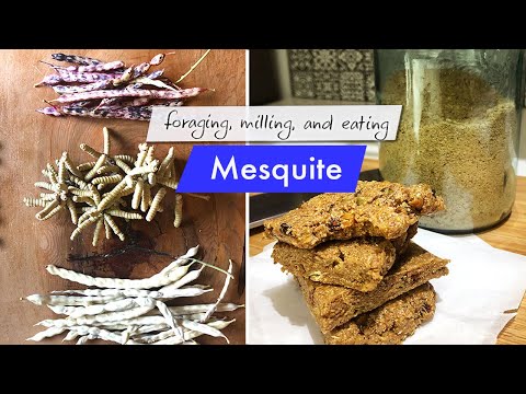 Mesquite pod foraging adventure + grinding at home, mesquite flour bars, and... mesquite "coffee"?!