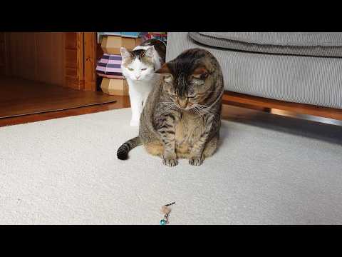 youtube-動物記事1970/01/01 09:00:00