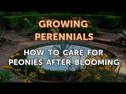 Can I Propagate a Peony From a Cutting