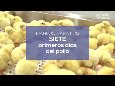 , title : 'Consejos para un buen manejo en los 7 primeros días del pollo BB por Luis Bellido'