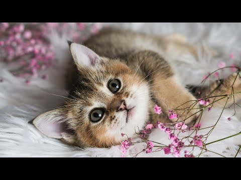 Cat lullaby for kittens with anxiety 😽Relaxing music for cats 10 hours
