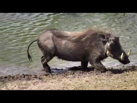 Djuma: Lone Warthog getting a drink - 13:30 - 09/28/18
