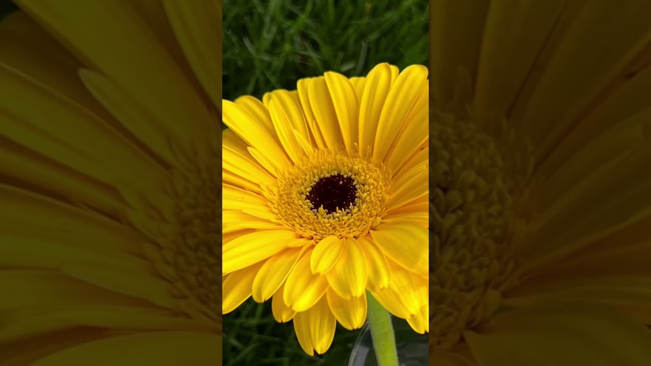 Sunflower… #sun #flowers #sunflower #yellow #yellowsunflower #wow #pictures