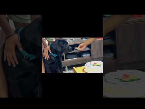 4)7/5/23 Happy Birthday Buddy Honey's 8 Puppies Birthday God Bless yo😜😝#Honeypuppies💞club #2birthday