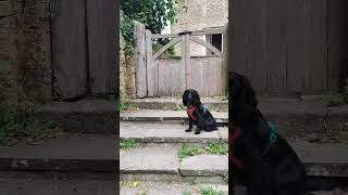 Music video thumbnail preview for I had a black dog, his name was depression by The Black Dog
