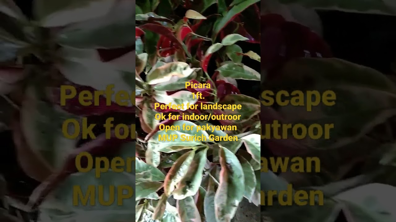 Putar video Picara Plant | Indoor Outdoor | Perfect for landscape| murang halaman | Marikina Garden | Ornamental sekarang Picara Plant | Indoor Outdoor | Perfect for landscape| murang halaman | Marikina Garden | Ornamental