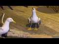 Seagulls Fighting In The Street