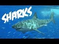 All About Sharks For Children Animal Videos For Kids FreeSchool