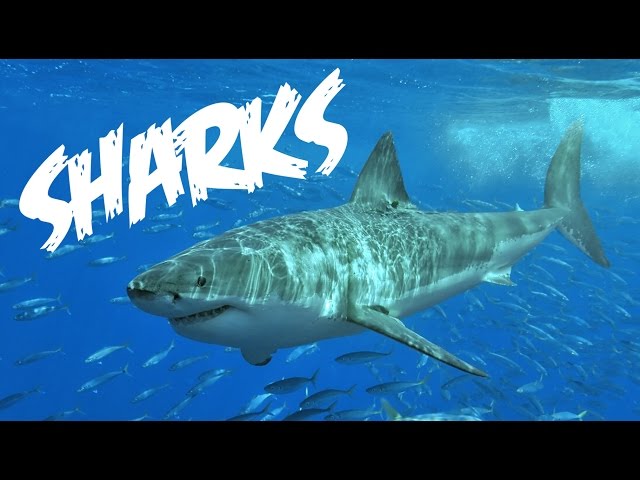 All About Sharks for Children: Animal Videos for Kids - FreeSchool