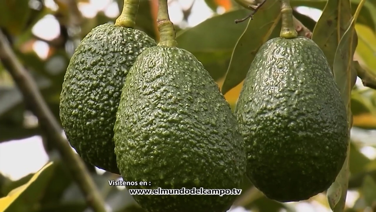 BUENAS PRÁCTICAS AGRÍCOLAS HACIENDA ZARACAY AGUACATE HASS ICA   SALENTO – QUINDÍO