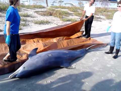 Dolphin Washed Up On Galveston Beach