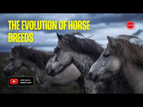 The Evolution of Horse Breeds: From Ancient Times to Modern Varieties