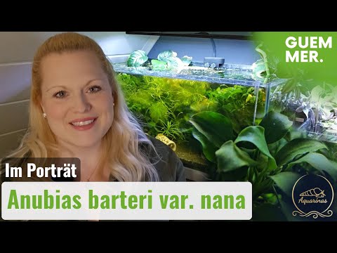 Anubias barteri var. nana - Das Zwergspeerblatt im Pflanzenporträt