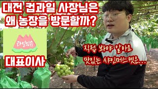 대전 컵과일 가게 과일있슈 사장님은 왜!!! 농가에서 샤인머스켓을 수확하고있을까??