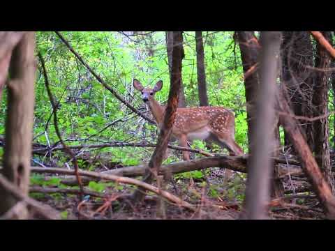 Black Morte ( ghazzal reem 🦌 غزال الريم ) بلاك مورتي 