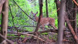 Download lagu Black Morte ( ghazzal reem 🦌 غزال الريم ) بلاك مورتي  mp3