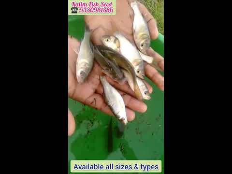Rahu fish seed